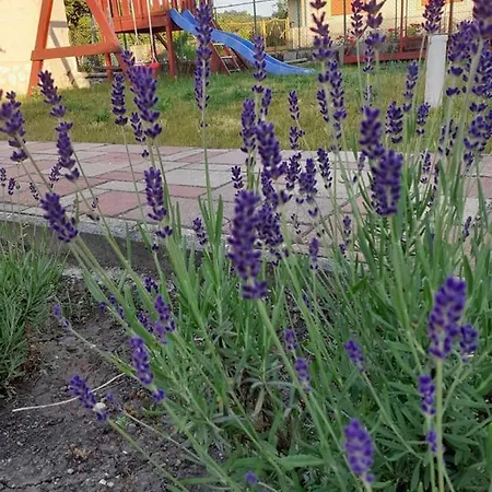 Apartament Ani Vendeghaz *